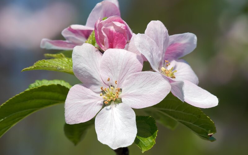Pink Apple Blossoms — Serene, Spring, Photograph, Flowers, Leaves, Buds