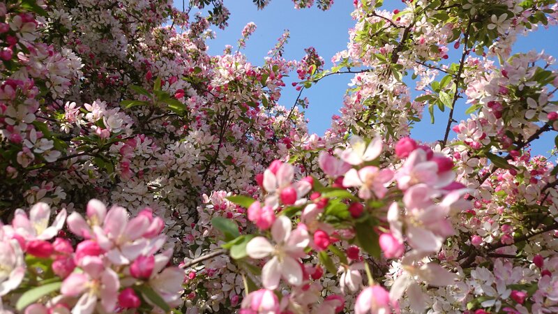 Pink Apple Blossoms — Serene, Spring, Photograph, Flowers, Leaves, Sky