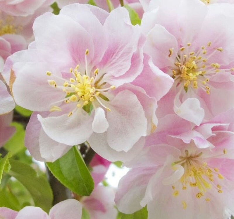 Pink Apple Blossoms — Serene, Spring, Photograph, Flowers, Leaves, Stamen