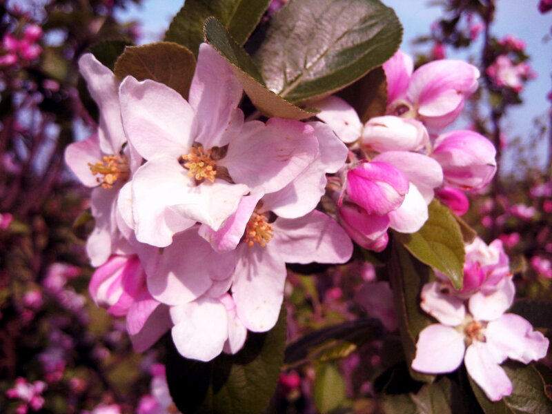 Pink Apple Blossoms — Serene, Spring, Photograph, Flowers