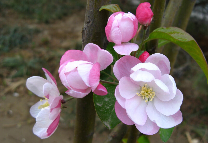 Pink Apple Blossoms — Serene, Spring, Photograph, Leaves