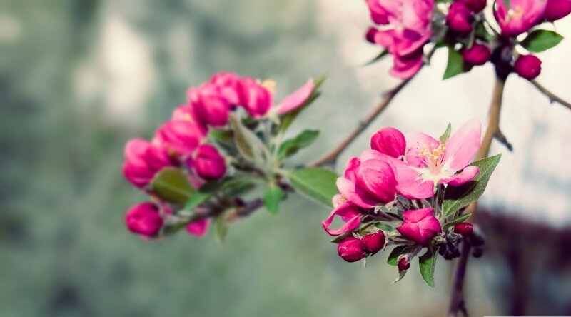 Pink Apple Blossoms — Serene, Spring, Photograph