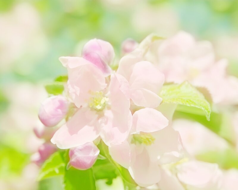 Pink Apple Blossoms — Serene, Spring