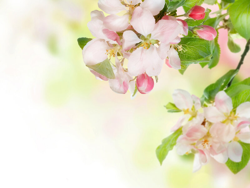 Pink Apple Blossoms — Serene