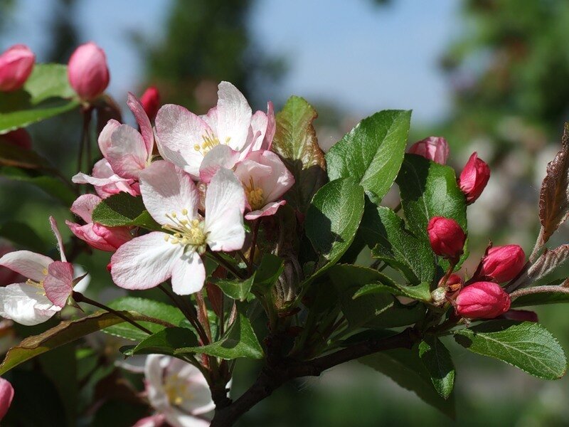 Pink Apple Blossoms — White