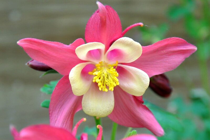 Pink Aquilegia Flower