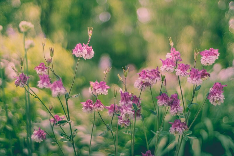 Pink Aquilegia Flowers — Serene, Spring