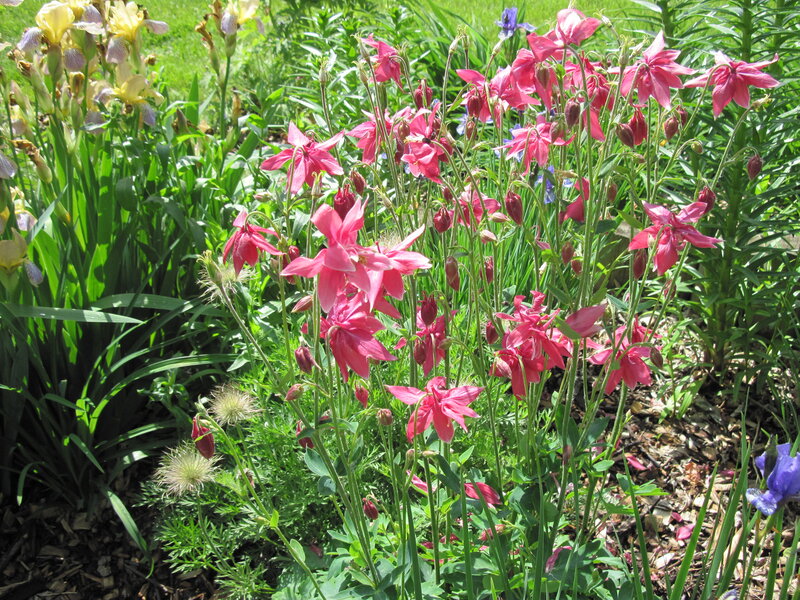 Pink Aquilegia Flowers — Serene