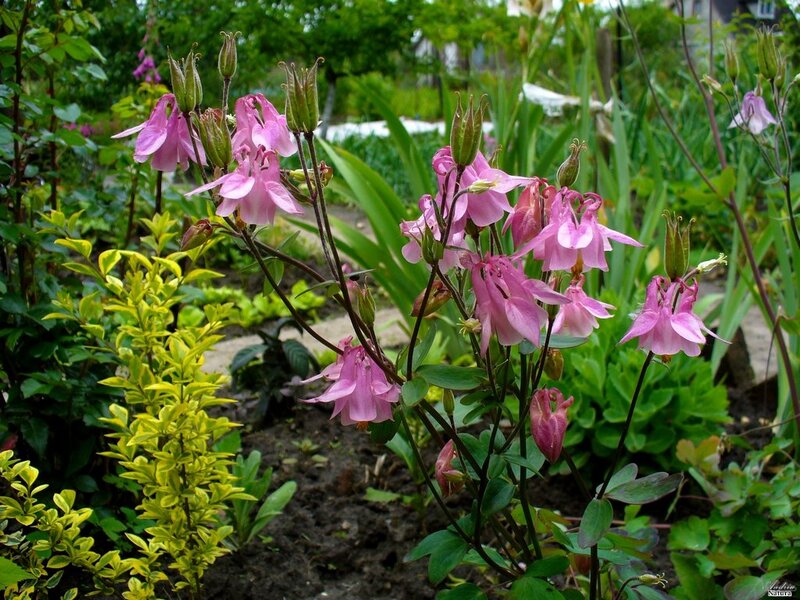 Pink Aquilegia Flowers