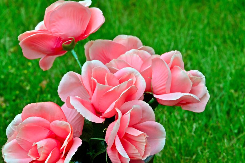 Pink Artificial Roses — Calm, Afternoon, Photograph, Grass