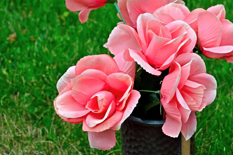 Pink Artificial Roses — Calm, Afternoon, Photograph