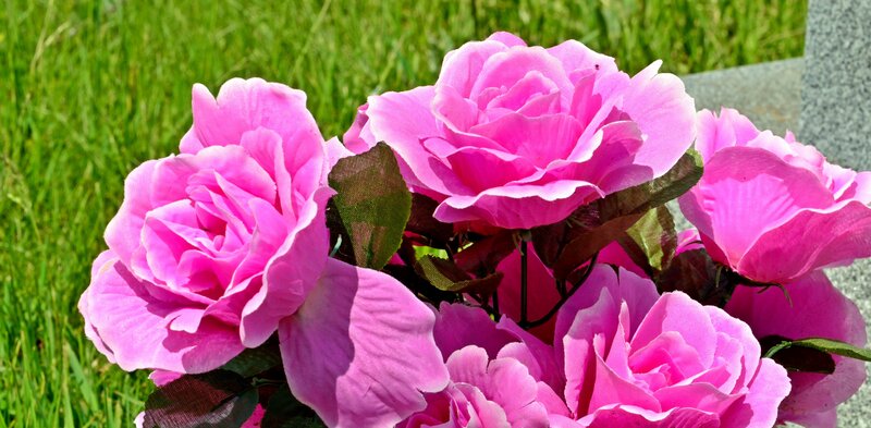 Pink Artificial Roses — Calm, Afternoon