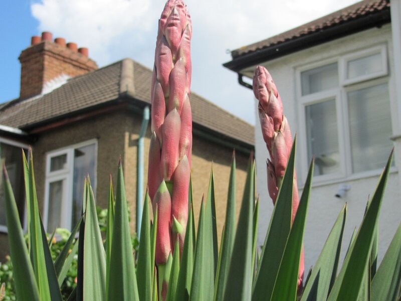 Pink asparagus spears in garden