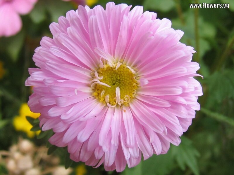 Pink Aster Flower — Calm, Afternoon