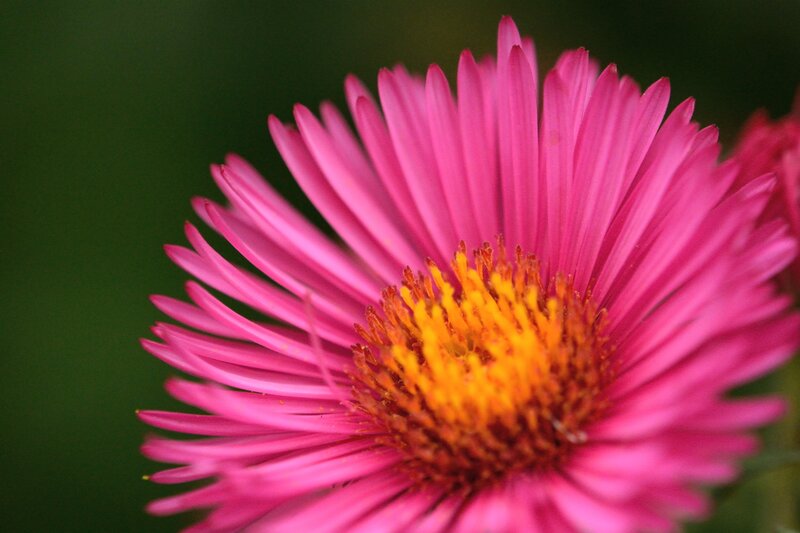 Pink Aster Flower — Calm, Photograph