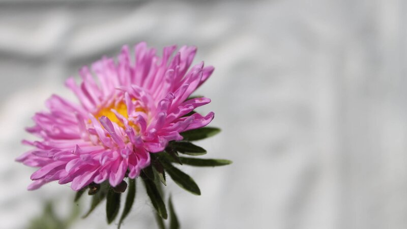 pink aster flower close-up