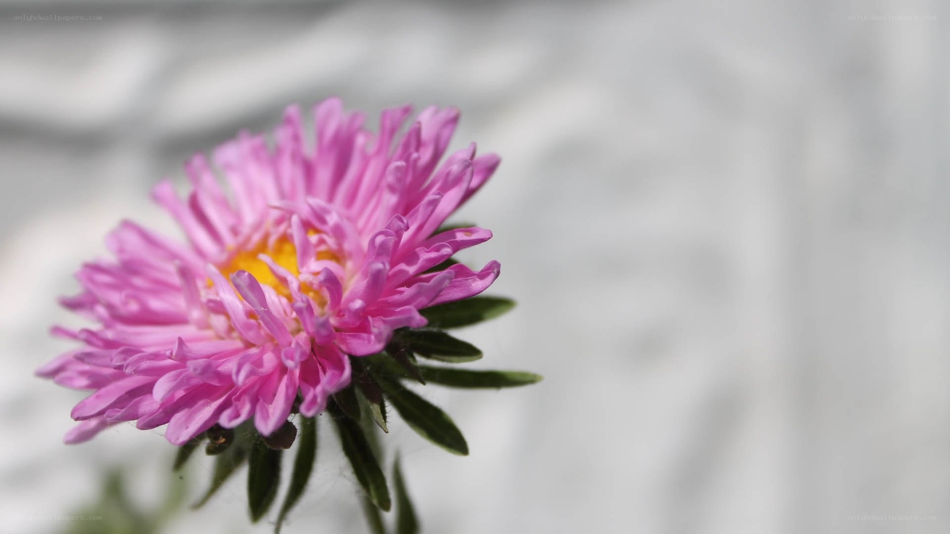 pink aster flower close-up