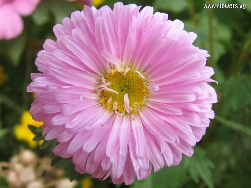 Pink Aster Flower