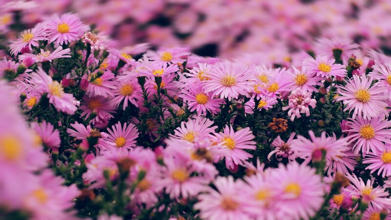 Pink Aster Flowers — Calm, Spring