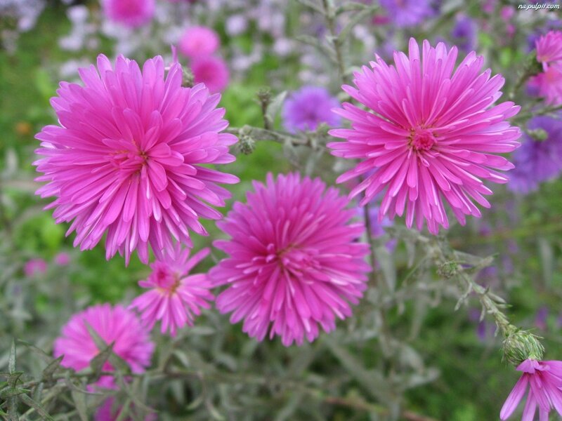 Pink Aster Flowers — Calm