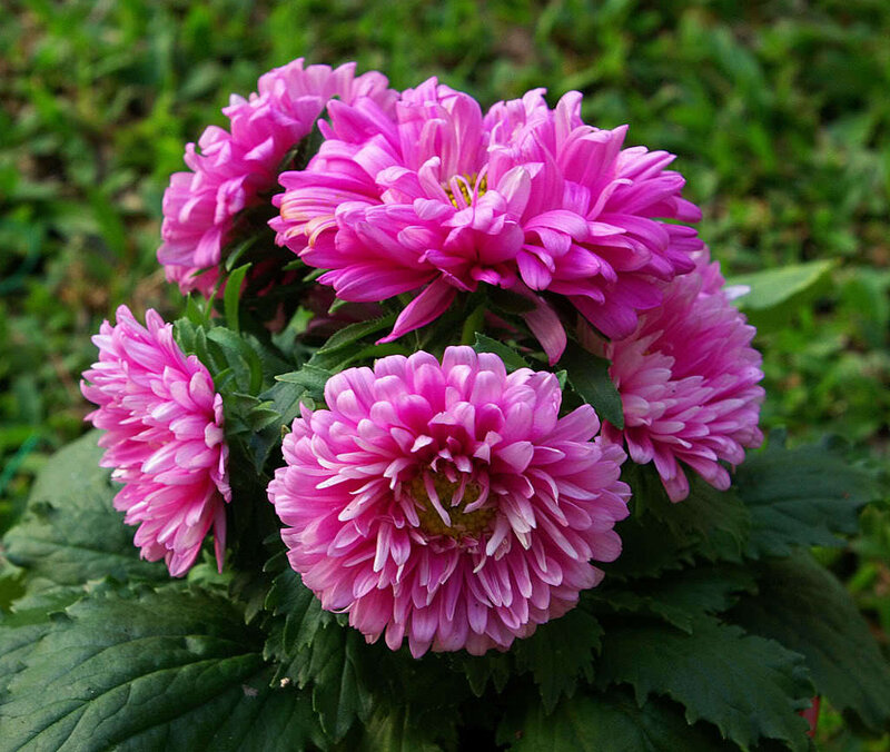 Pink aster flowers in bloom
