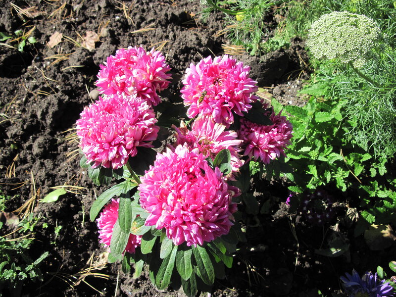 Pink Aster Flowers — Natural
