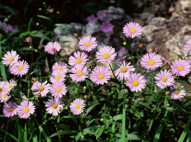 Pink Aster Flowers — Purple, Serene