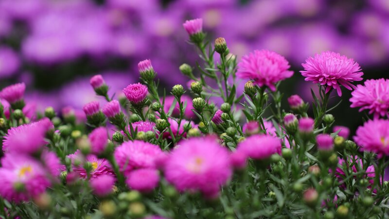 Pink Aster Flowers — Purple