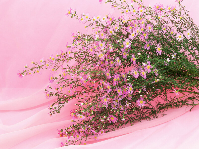 Pink Aster Flowers