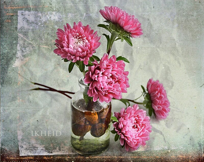 Pink Asters in a Vase