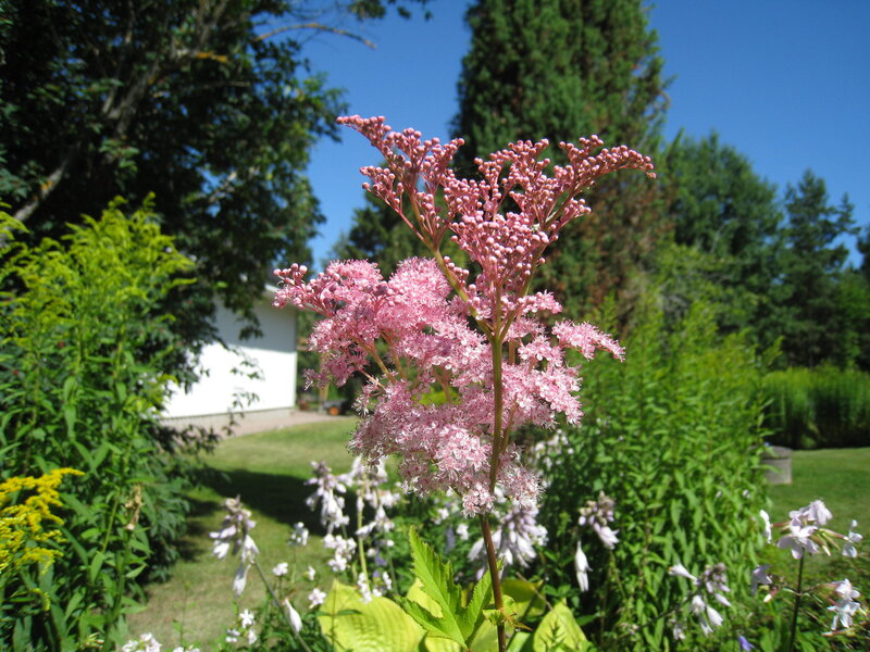 Pink Astilbe Flower