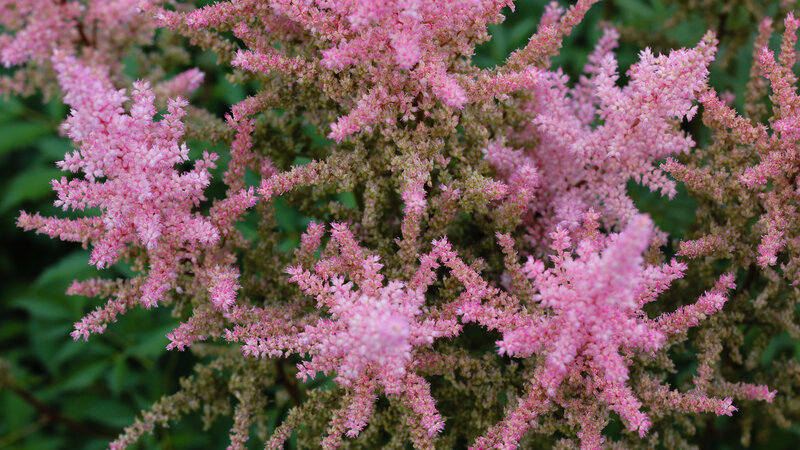 Pink Astilbe Flowers — Calm, Summer