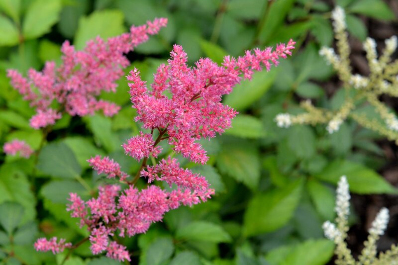 Pink Astilbe Flowers — Calm