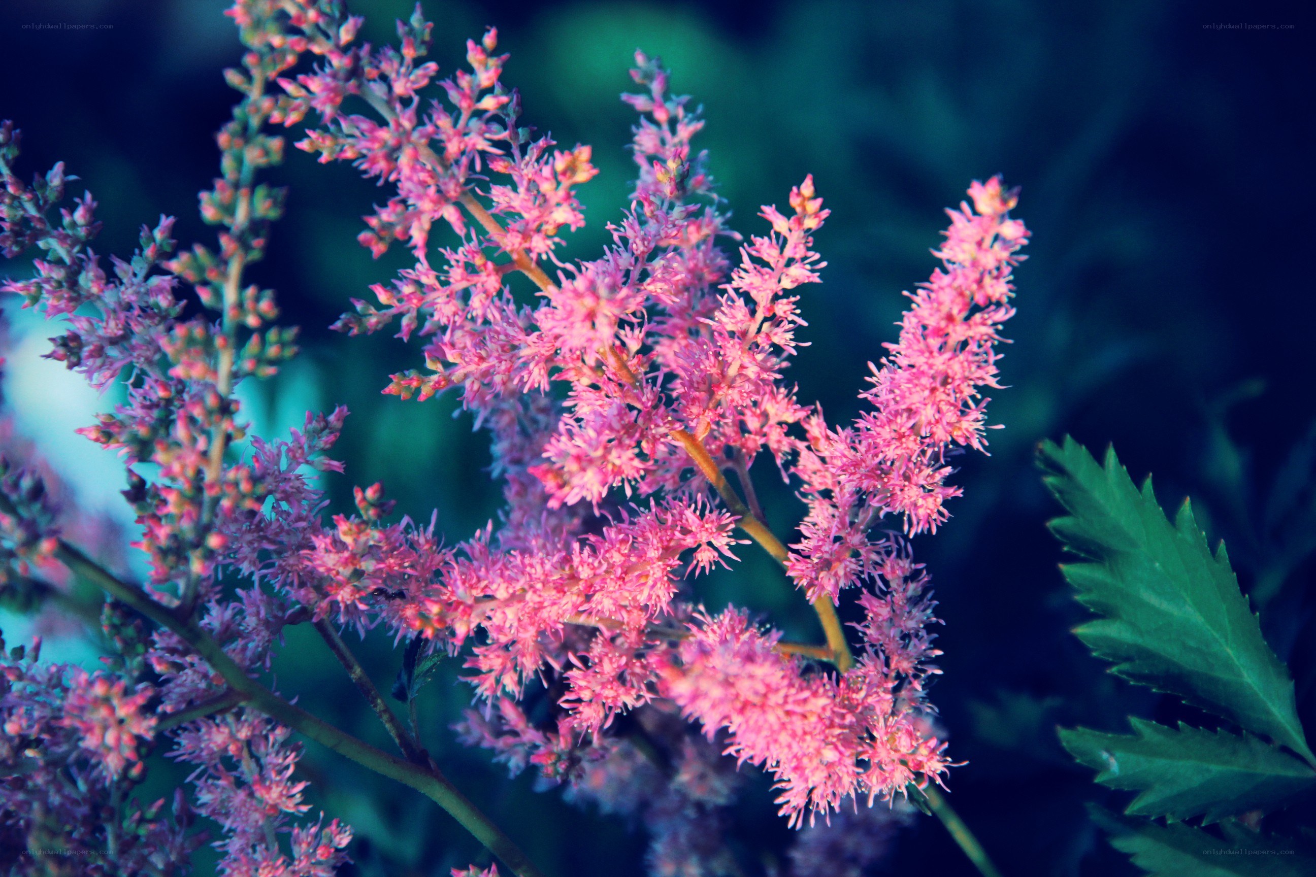Pink astilbe flowers in bloom