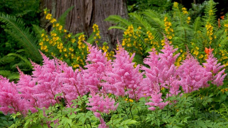 Pink astilbe flowers in garden