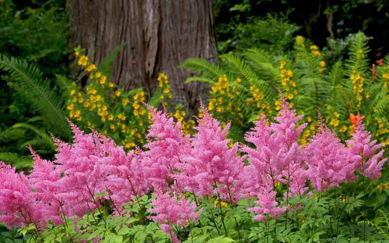 Pink astilbe flowers in garden