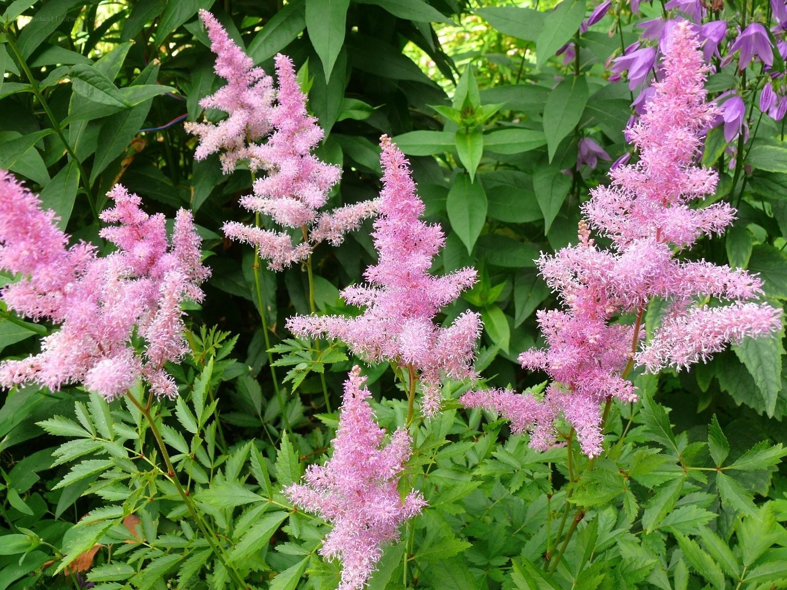 Pink astilbe flowers in garden