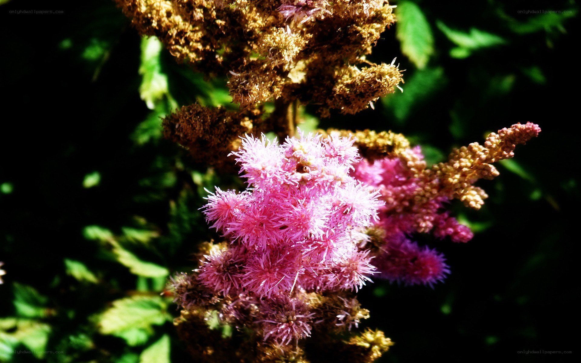 Pink astilbe flowers in sunlight