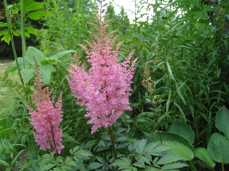 Pink Astilbe Flowers — Natural, Summer