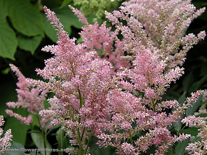 Pink Astilbe Flowers — Natural