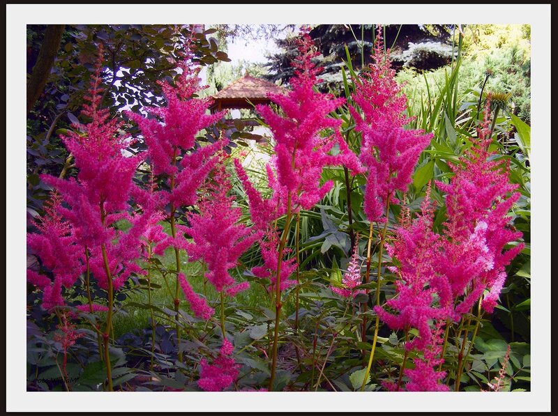 Pink Astilbe Flowers — Serene, Afternoon