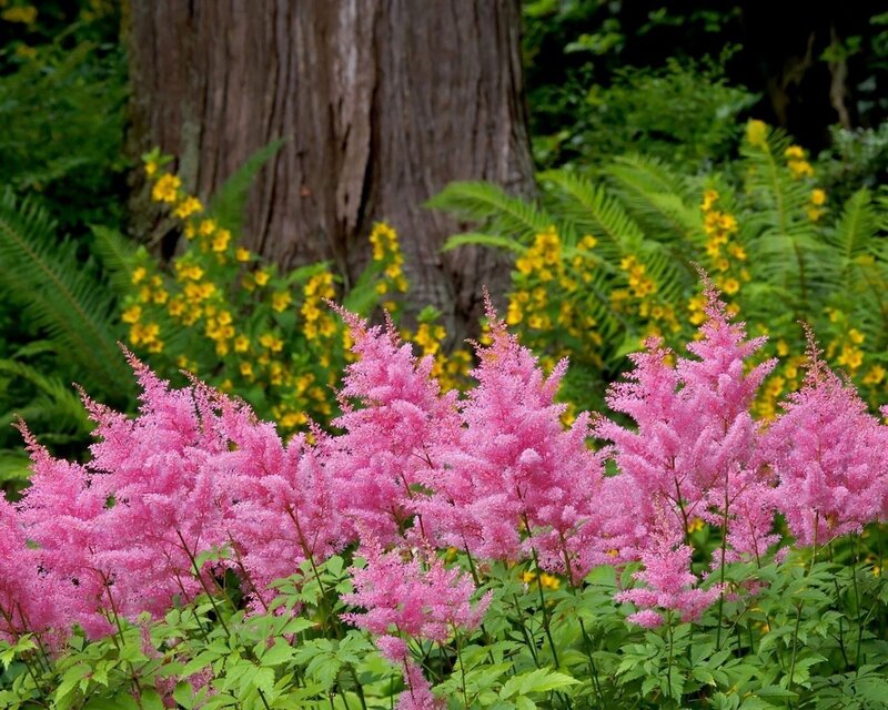 Pink Astilbe Flowers — Serene, Summer, Photograph, Tree Trunk, Ferns