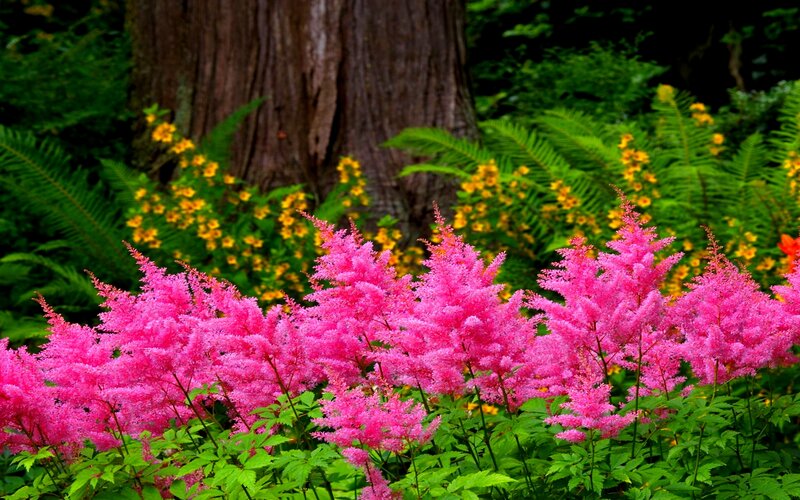 Pink Astilbe Flowers — Serene, Summer