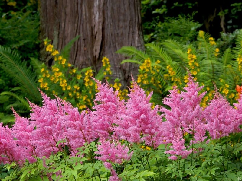 Pink astilbe in a forest garden