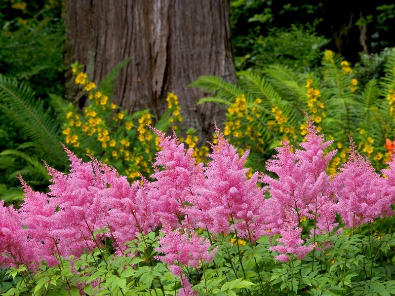 Pink astilbe in a forest garden
