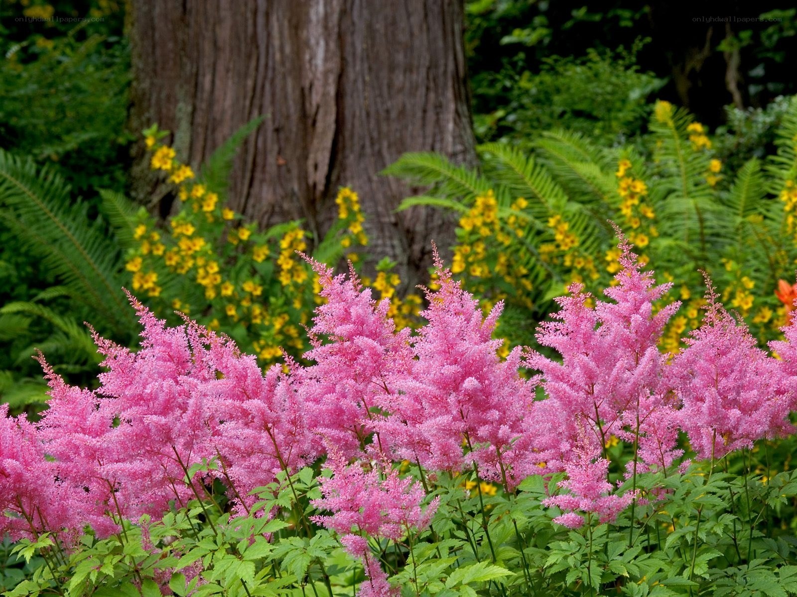 Pink astilbe in a forest garden