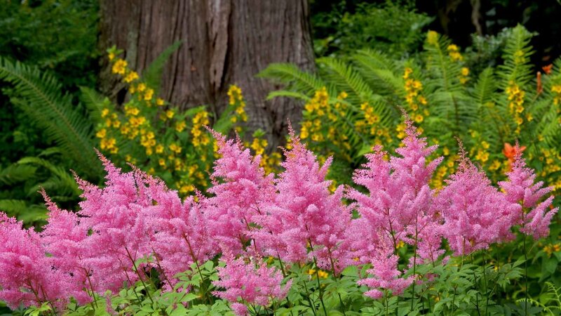 Pink astilbe in a garden