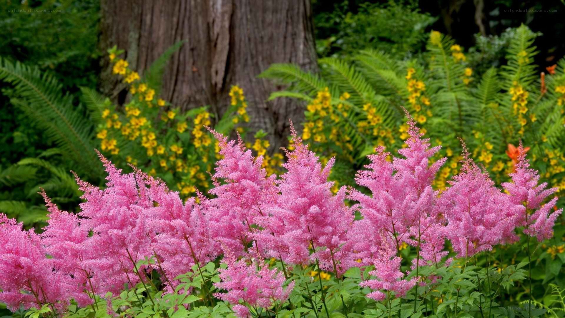 Pink astilbe in a garden
