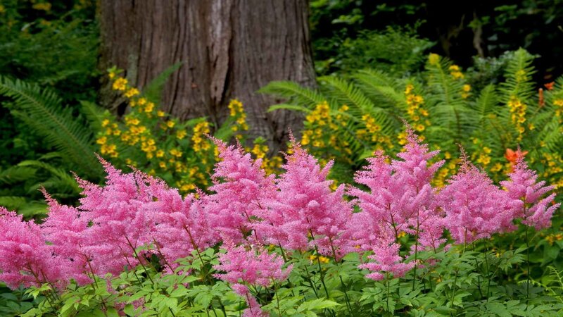 Pink astilbe in forest