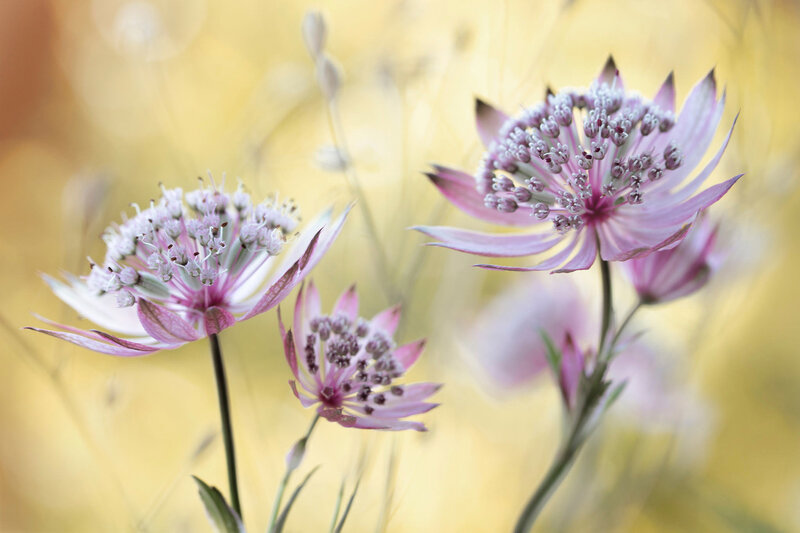 Pink Astrantia Flowers